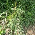 Eryngium yuccifolium Vekstform