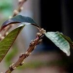 Prunus persica Leaf