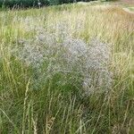 Gypsophila paniculata ᱛᱟᱦᱮᱸ