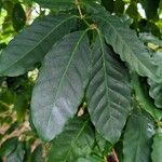 Coffea stenophylla Folha