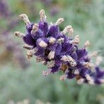 Lavandula angustifolia Плід