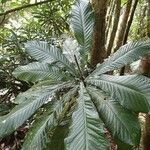 Cleidion macrophyllum Leaf