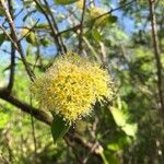 Pisonia aculeata Çiçek