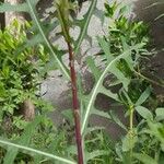 Lactuca canadensis Лист