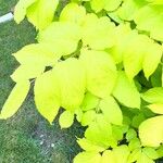 Aralia cordata पत्ता