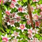 Anagallis alternifolia Flor
