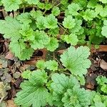 Hydrocotyle americana 叶