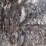 Milicia excelsa Bark