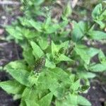 Salvia nemorosa Квітка