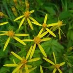 Senecio ovatus Flower