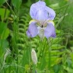 Iris pallida Flower