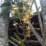Encyclia tampensis Blomma