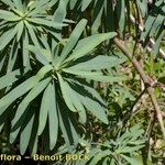 Euphorbia bourgeana Autre