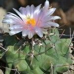 Thelocactus hexaedrophorus