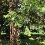 Calocedrus decurrens Leht