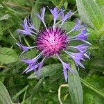 Cyanus lugdunensis Flower