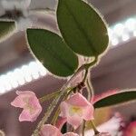 Hoya lacunosa Flor