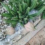 Stapelia grandiflora Leaf