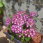 Verbena bonariensisFlower