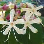 Clerodendrum trichotomum Blüte
