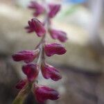 Bulbophyllum pumilum