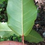 Ficus citrifolia Blad