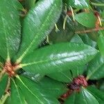 Rhododendron degronianum Blatt