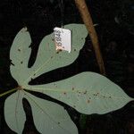 Sterculia pruriens Leaf