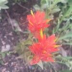 Castilleja miniata Çiçek