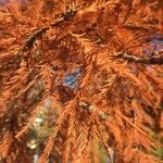 Taxodium distichum Φύλλο