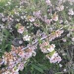 Prunus prostrata Květ