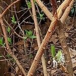 Edgeworthia chrysantha Ŝelo