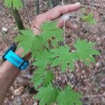 Acer pseudosieboldianum Folha