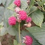 Rubus idaeus Плод