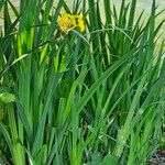 Iris pseudacorus Ліст