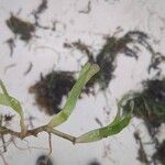 Zostera marina Folha