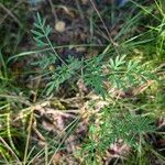 Peucedanum palustre Leaf