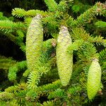 Picea abies Gyümölcs