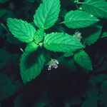 Marsypianthes chamaedrys Hábito