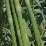 Equisetum laevigatum বাকল