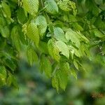 Carpinus betulus পাতা