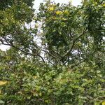 Ochna gamostigmata Hábito