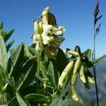 Astragalus frigidus 花