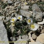 Ranunculus seguieri Habit