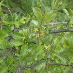 Rhamnus saxatilis Fuelha