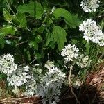 Orlaya grandiflora Celota