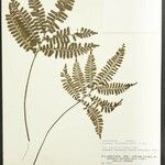 Adiantum terminatum Folha