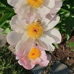Paeonia lactiflora Kvet