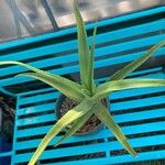 Aloe thraskii Hostoa