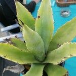 Agave salmiana Leaf